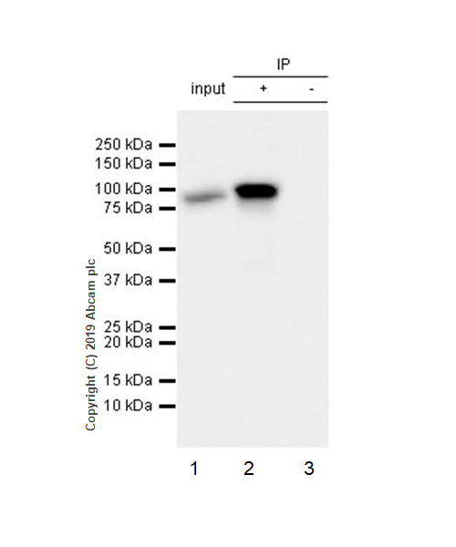 Immunoprecipitation - Anti-STAT1 alpha antibody [EPYR2154] - BSA and Azide free (AB168333)