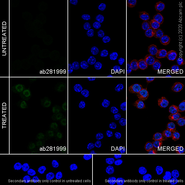 Immunocytochemistry/ Immunofluorescence - Anti-STAT1 antibody [1/Stat1] - BSA and Azide free (AB282026), expandable thumbnail