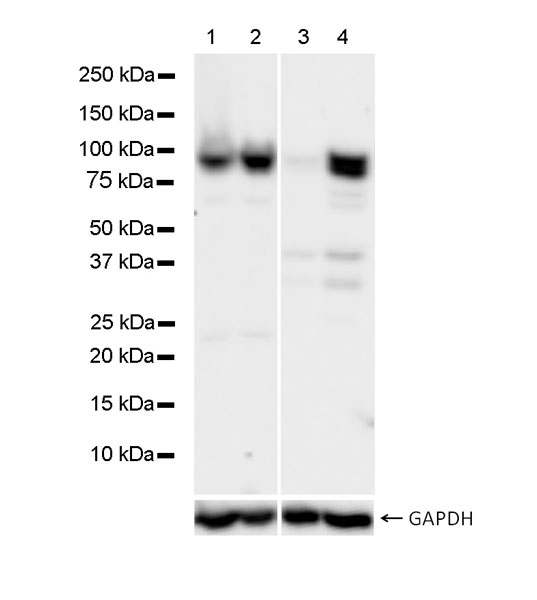 Western blot - Anti-STAT1 antibody [1/Stat1] - BSA and Azide free (AB282026), expandable thumbnail