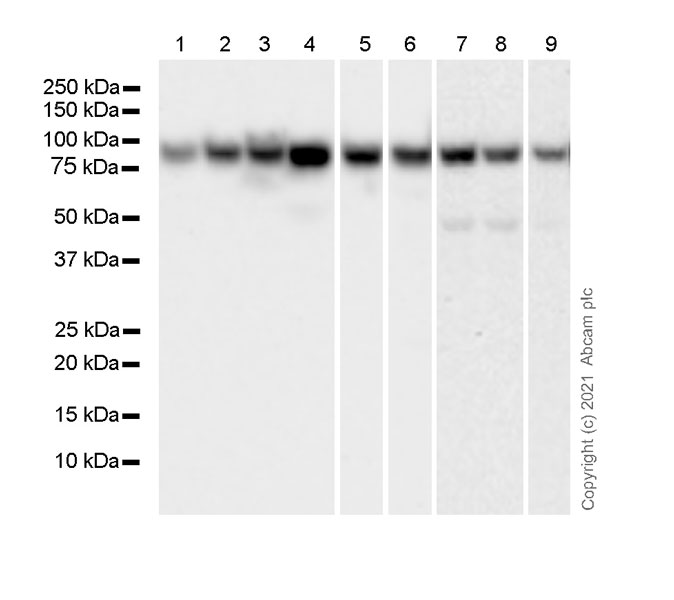 Western blot - Anti-STAT1 antibody [1/Stat1] - BSA and Azide free (AB282026), expandable thumbnail