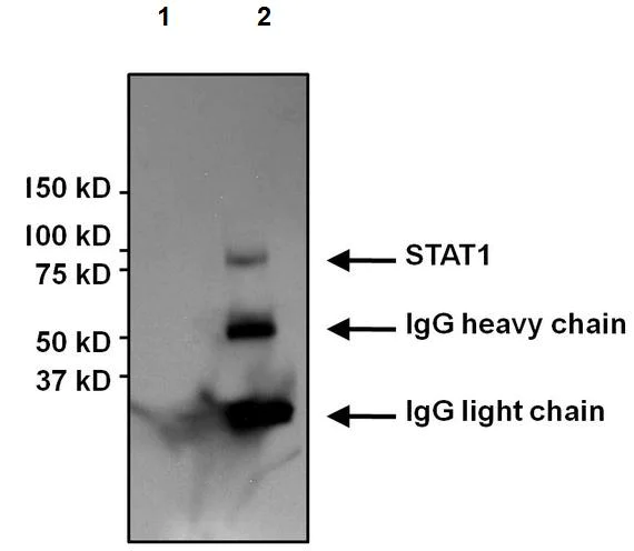 Immunoprecipitation - Anti-STAT1 antibody [15H3] (AB155933)