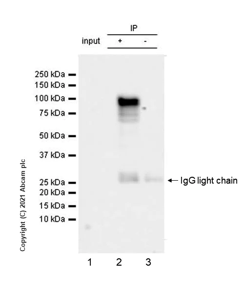 Immunoprecipitation - Anti-STAT1 antibody [42/Stat1] - BSA and Azide free (AB280217)