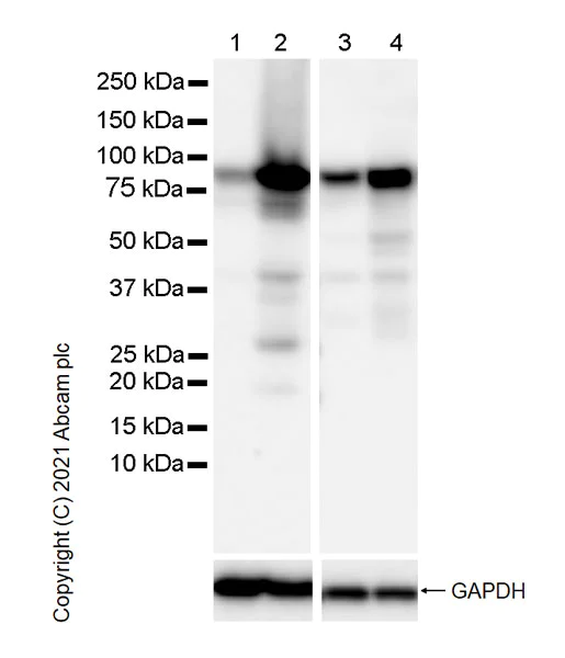 Western blot - Anti-STAT1 antibody [42/Stat1] - BSA and Azide free (AB280217)