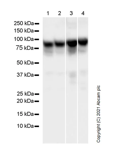 Western blot - Anti-STAT1 antibody [42/Stat1] - BSA and Azide free (AB280217)