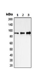 Western blot - Anti-STAT1 antibody (AB230428), expandable thumbnail
