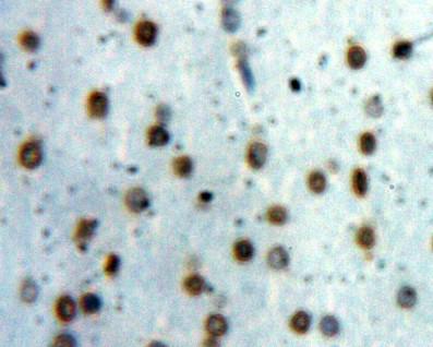 Immunohistochemistry (Formalin/PFA-fixed paraffin-embedded sections) - Anti-STAT1 antibody (AB233219)