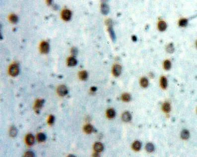 Immunohistochemistry (Formalin/PFA-fixed paraffin-embedded sections) - Anti-STAT1 antibody (AB233219)