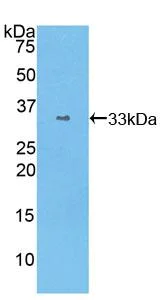 Western blot - Anti-STAT1 antibody (AB233219)