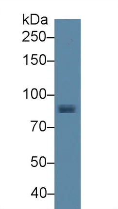 Western blot - Anti-STAT1 antibody (AB233219)