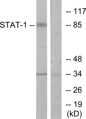 Western blot - Anti-STAT1 antibody (AB31369)