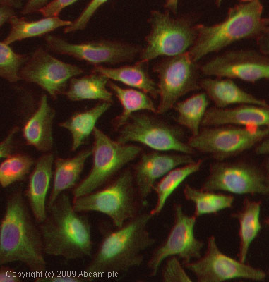 Immunocytochemistry/ Immunofluorescence - Anti-STAT1 antibody (AB47425)