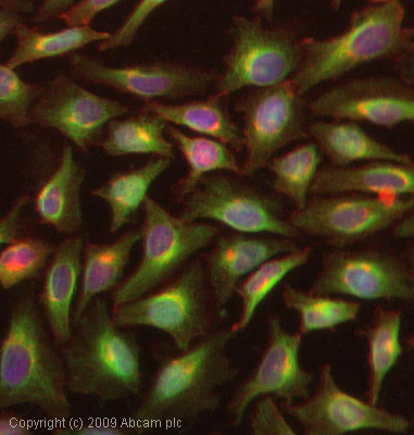 Immunocytochemistry/ Immunofluorescence - Anti-STAT1 antibody (AB47425)