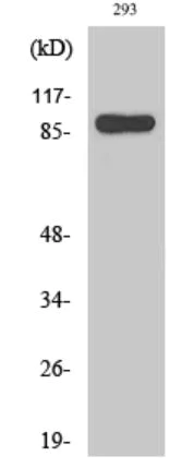 Western blot - Anti-STAT1 antibody (AB47425)