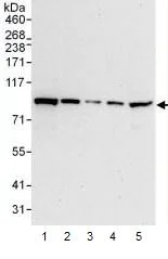 Western blot - Anti-STAT1 antibody (AB99415)