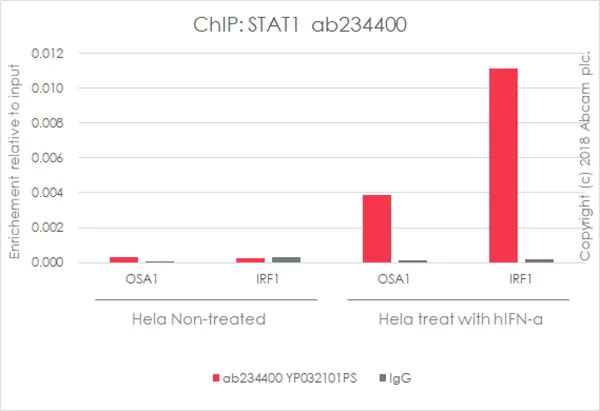 ChIP - Anti-STAT1 antibody [EPR21057-141] - BSA and Azide free (AB234904)