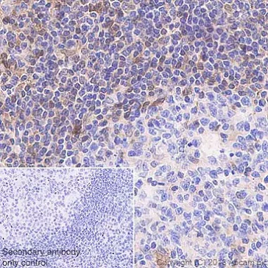 Immunohistochemistry (Formalin/PFA-fixed paraffin-embedded sections) - Anti-STAT1 antibody [EPR21057-141] - BSA and Azide free (AB234904)