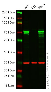 Anti-STAT1 antibody [EPR21057-141] - BSA and Azide free