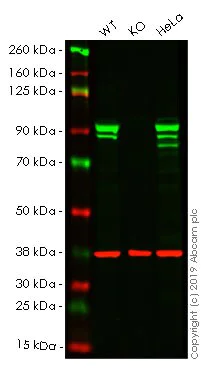 Western blot - Anti-STAT1 antibody [EPR21057-141] - BSA and Azide free (AB234904)