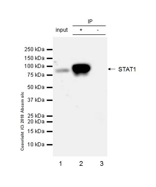 Immunoprecipitation - Anti-STAT1 antibody [EPR21057-141] - ChIP Grade (AB234400), expandable thumbnail