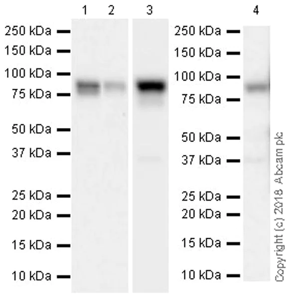 Western blot - Anti-STAT1 antibody [EPR21057-141] - ChIP Grade (AB234400)