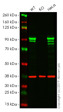 Western blot - Anti-STAT1 antibody [EPR21057-141] - ChIP Grade (AB234400), expandable thumbnail