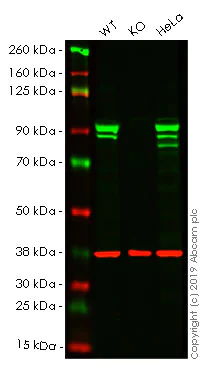 Western blot - Anti-STAT1 antibody [EPR21057-141] - ChIP Grade (AB234400)