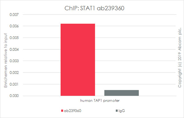 ChIP - Anti-STAT1 antibody [EPR23049-111] - BSA and Azide free (AB263866), expandable thumbnail
