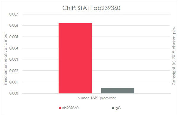 ChIP - Anti-STAT1 antibody [EPR23049-111] - BSA and Azide free (AB263866)