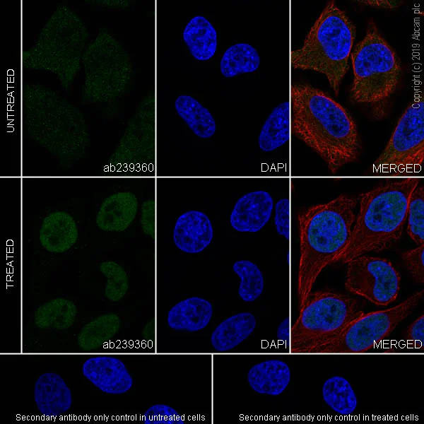 Immunocytochemistry/ Immunofluorescence - Anti-STAT1 antibody [EPR23049-111] - BSA and Azide free (AB263866)