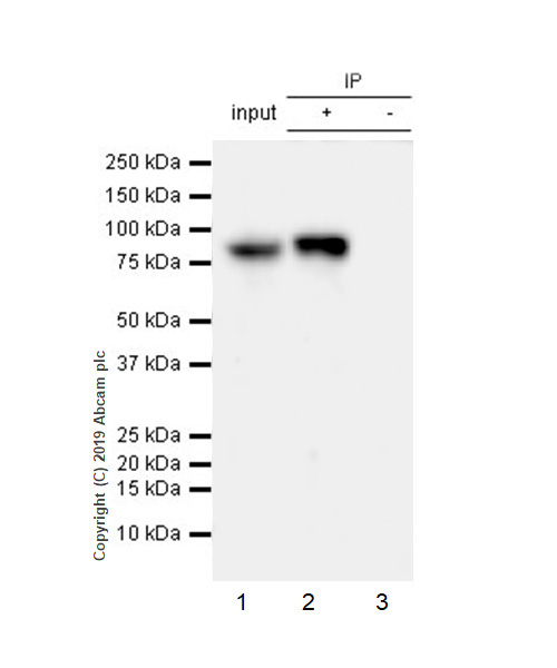 Immunoprecipitation - Anti-STAT1 antibody [EPR23049-111] - BSA and Azide free (AB263866), expandable thumbnail