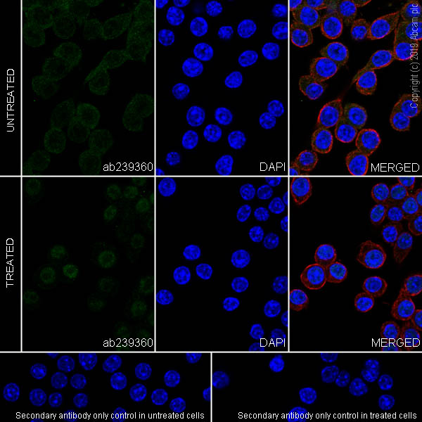 Immunocytochemistry/ Immunofluorescence - Anti-STAT1 antibody [EPR23049-111] - ChIP Grade (AB239360), expandable thumbnail