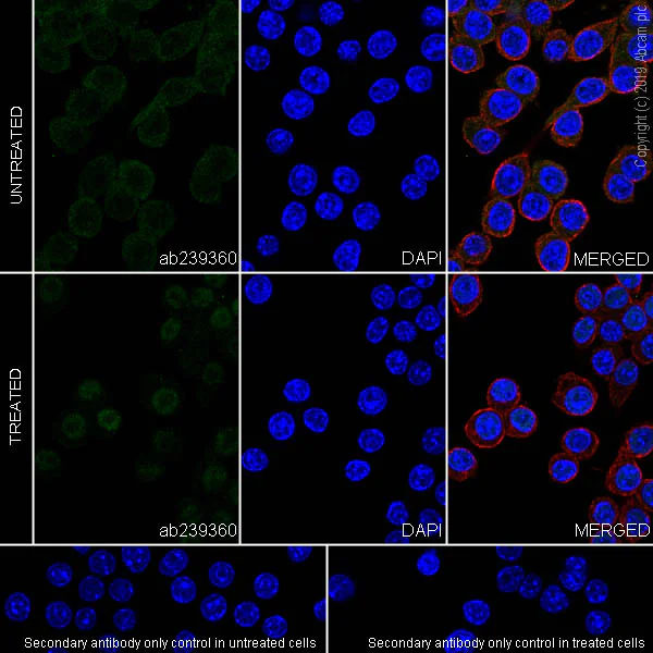 Immunocytochemistry/ Immunofluorescence - Anti-STAT1 antibody [EPR23049-111] - ChIP Grade (AB239360)