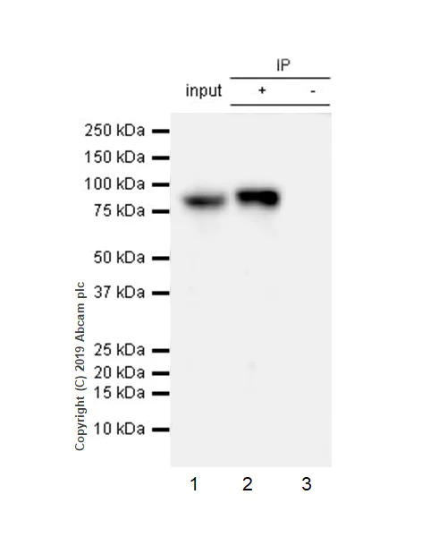 Immunoprecipitation - Anti-STAT1 antibody [EPR23049-111] - ChIP Grade (AB239360)
