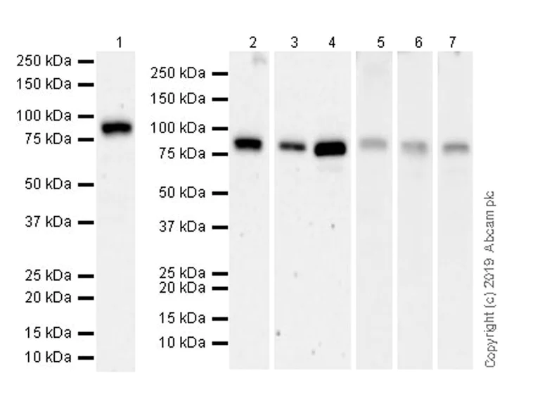 Western blot - Anti-STAT1 antibody [EPR23049-111] - ChIP Grade (AB239360)