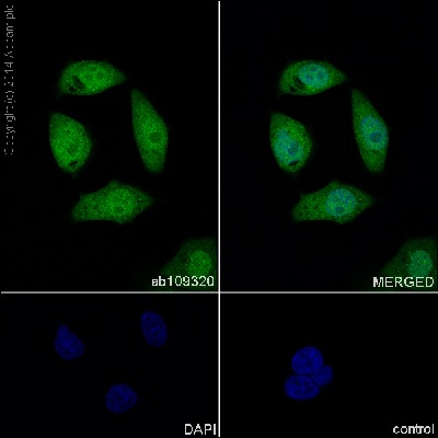 Immunocytochemistry/ Immunofluorescence - Anti-STAT1 antibody [EPR4407] (AB109320), expandable thumbnail