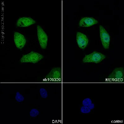 Immunocytochemistry/ Immunofluorescence - Anti-STAT1 antibody [EPR4407] (AB109320)