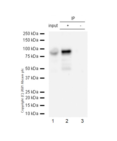 Immunoprecipitation - Anti-STAT1 antibody [EPR4407] (AB109320), expandable thumbnail