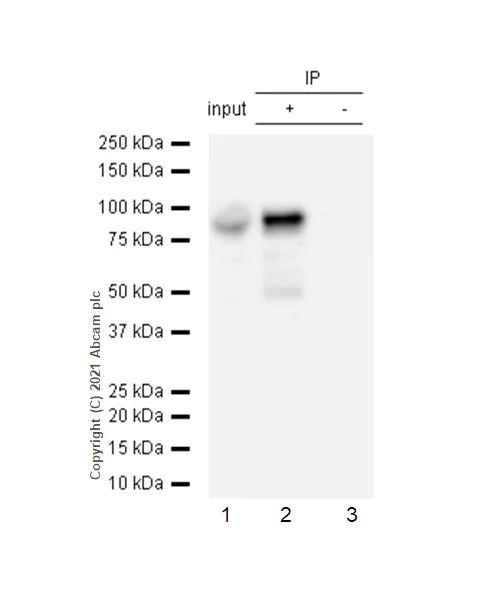 Immunoprecipitation - Anti-STAT1 antibody [EPR4407] (AB109320)