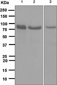Western blot - Anti-STAT1 antibody [EPR4407] (AB109320), expandable thumbnail