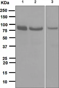 Western blot - Anti-STAT1 antibody [EPR4407] (AB109320)