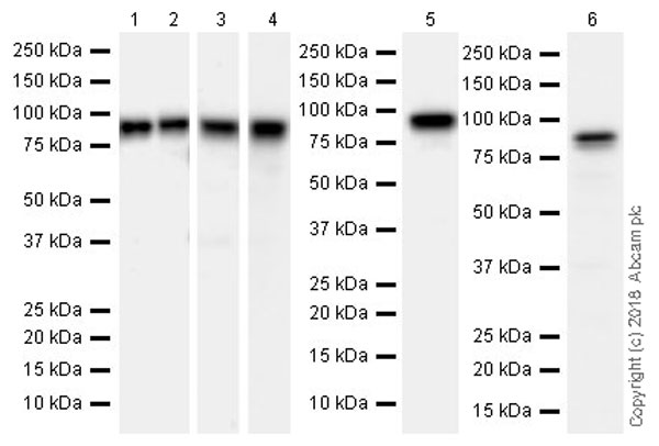 Anti-STAT1 antibody [EPRR21057-168]