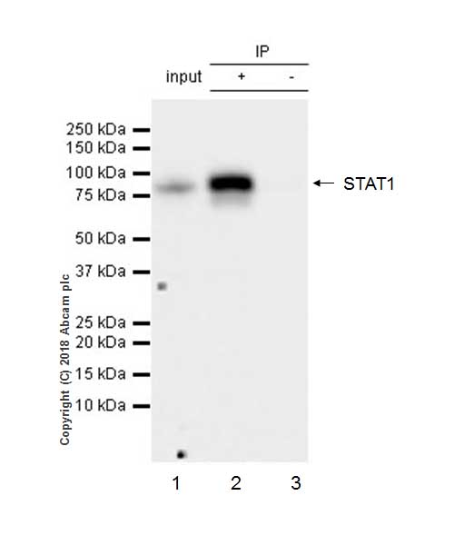Anti-STAT1 antibody [EPRR21057-168] - BSA and Azide free
