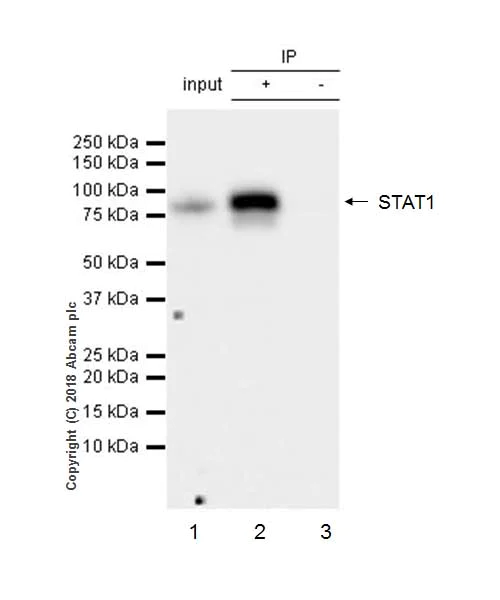 Immunoprecipitation - Anti-STAT1 antibody [EPRR21057-168] - BSA and Azide free (AB234902)