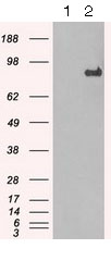Western blot - Anti-STAT1 antibody [OTI9B12] (AB125685), expandable thumbnail