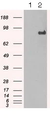 Western blot - Anti-STAT1 antibody [OTI9B12] (AB125685)