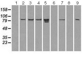 Western blot - Anti-STAT1 antibody [OTI9B12] (AB125685), expandable thumbnail