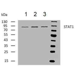 Western blot - Anti-STAT1 antibody [SM1] (AB3987)