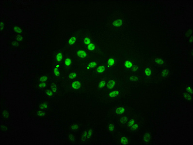 Immunocytochemistry/ Immunofluorescence - Anti-STAT1 (phospho S727) antibody [2H10] (AB314033), expandable thumbnail