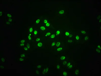 Immunocytochemistry/ Immunofluorescence - Anti-STAT1 (phospho S727) antibody [2H10] (AB314033)