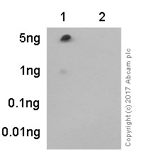 Dot Blot - Anti-STAT1 (phospho S727) antibody [EPR3146] (ab109461), expandable thumbnail